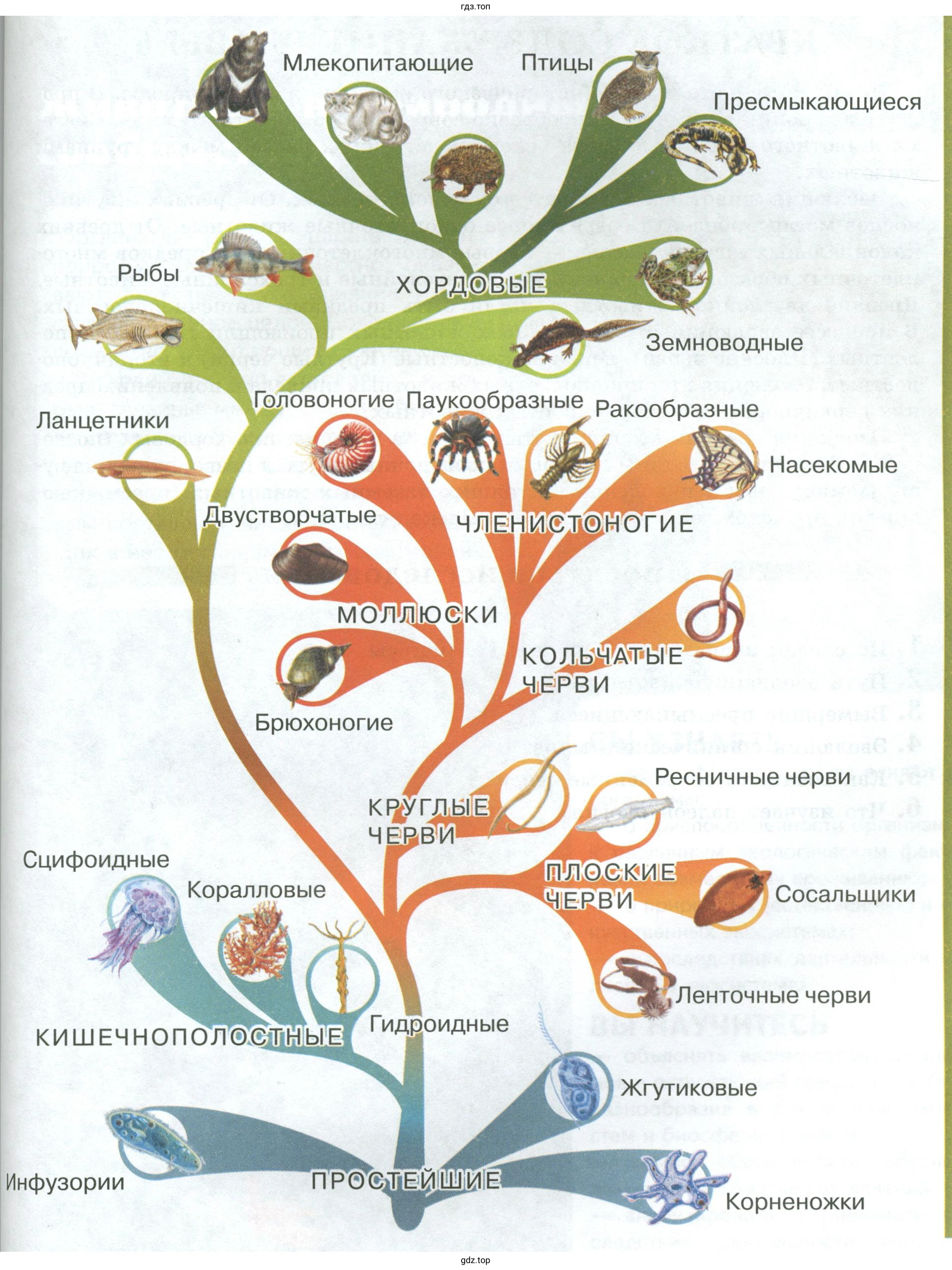 Родословное древо животного мира