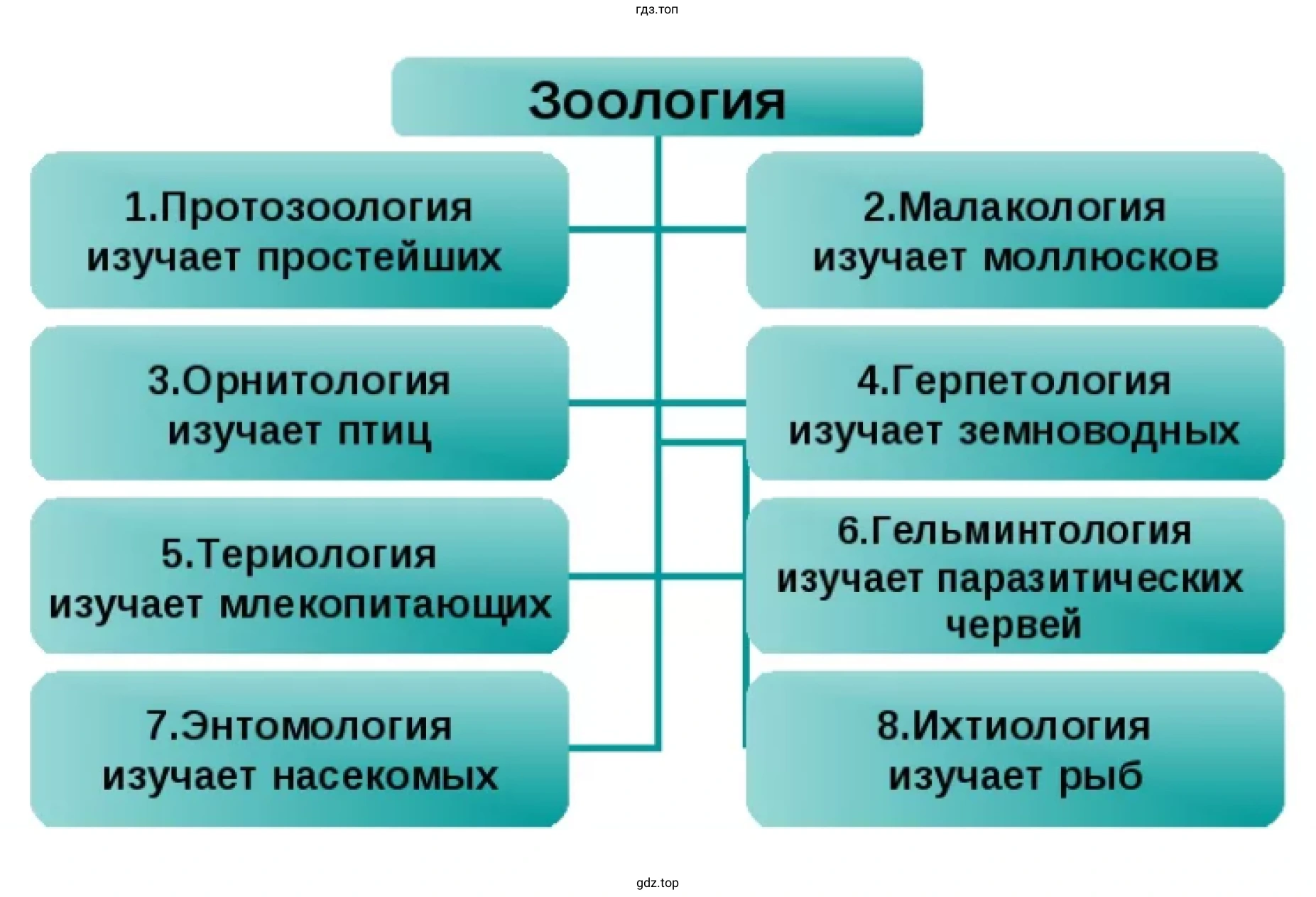 Схема. Разделы зоологии