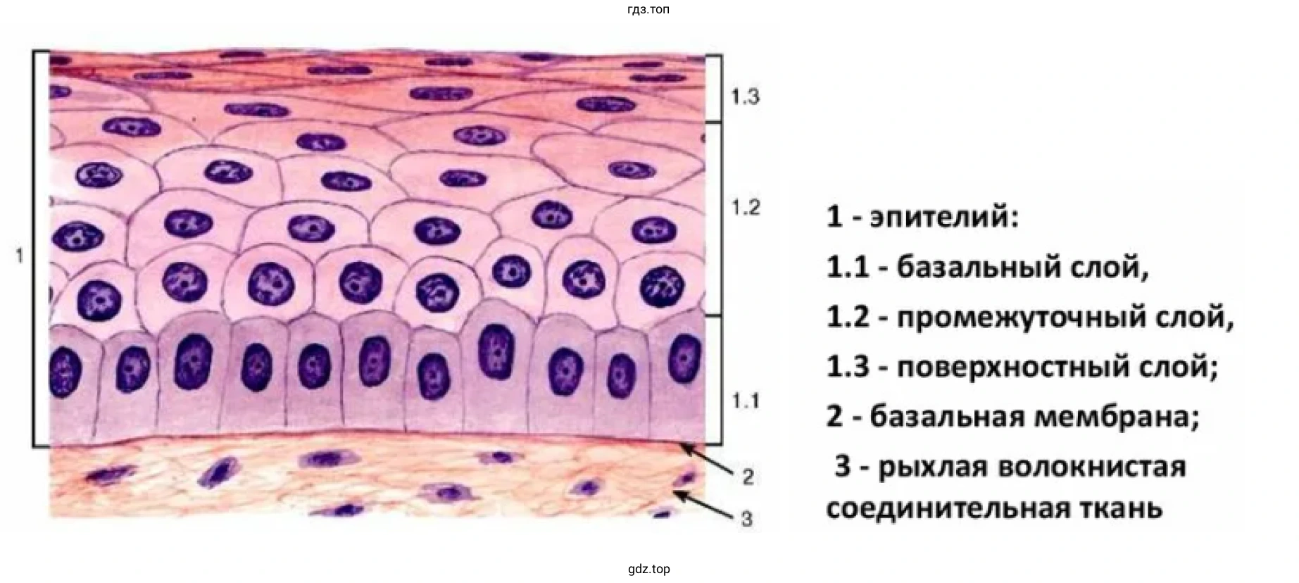 Многослойные плоские эпителии под микроскопом