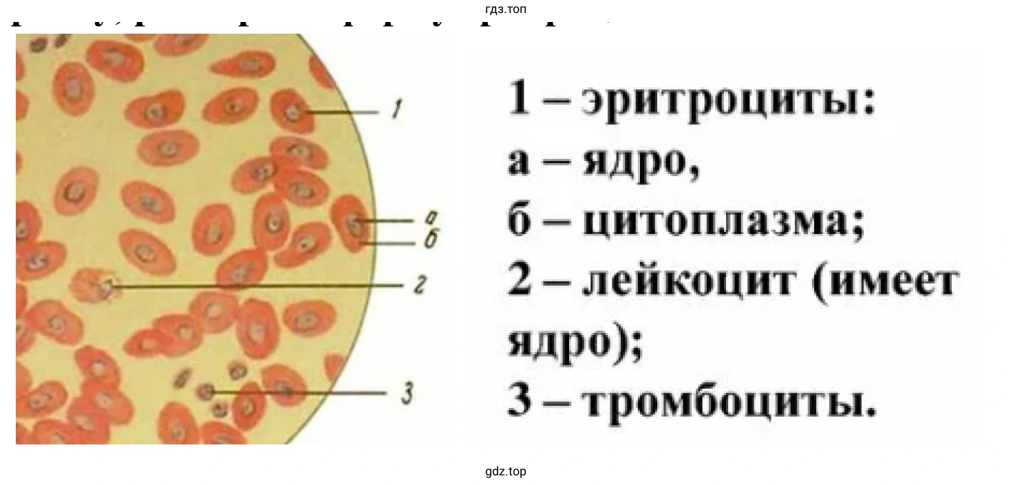 Препарат крови лягушки