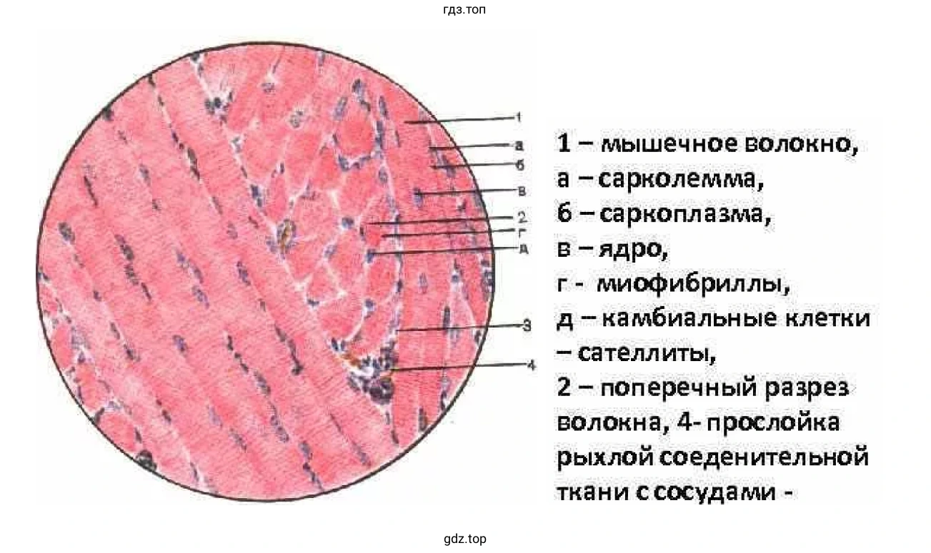 Препарат нервной ткани сетчатки глаза