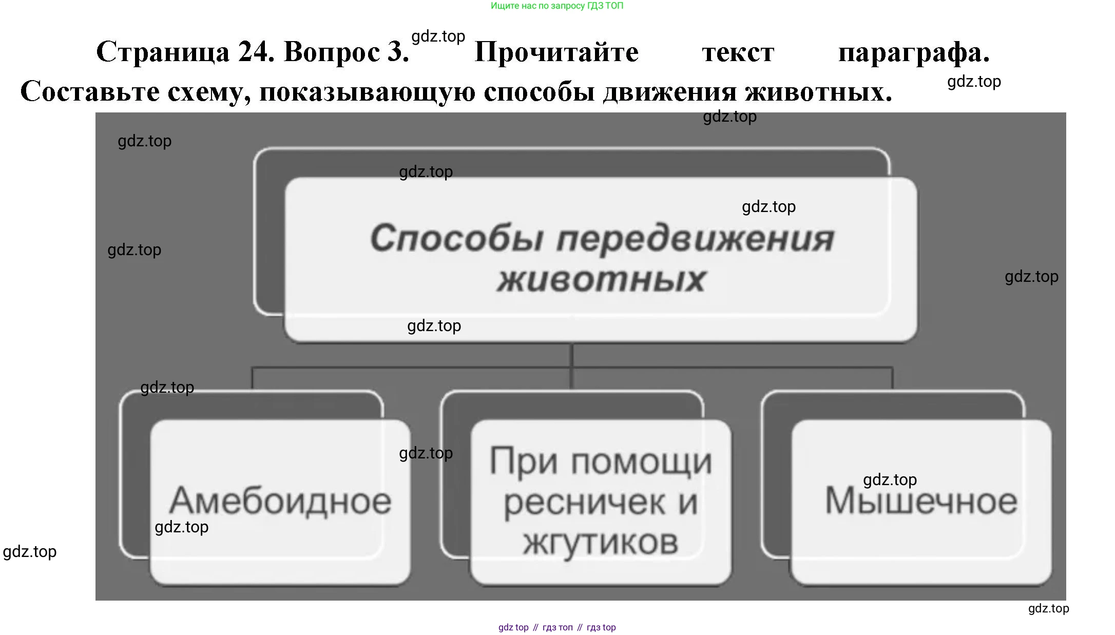 ГДЗ Биология, 8 класс Учебник, авторы: Пасечник Владимир Васильевич, Суматохин Сергей Витальевич, Гапонюк Зоя Георгиевна, издательство Просвещение, Москва, 2023, белого цвета, страница 24, номер 3, Решение