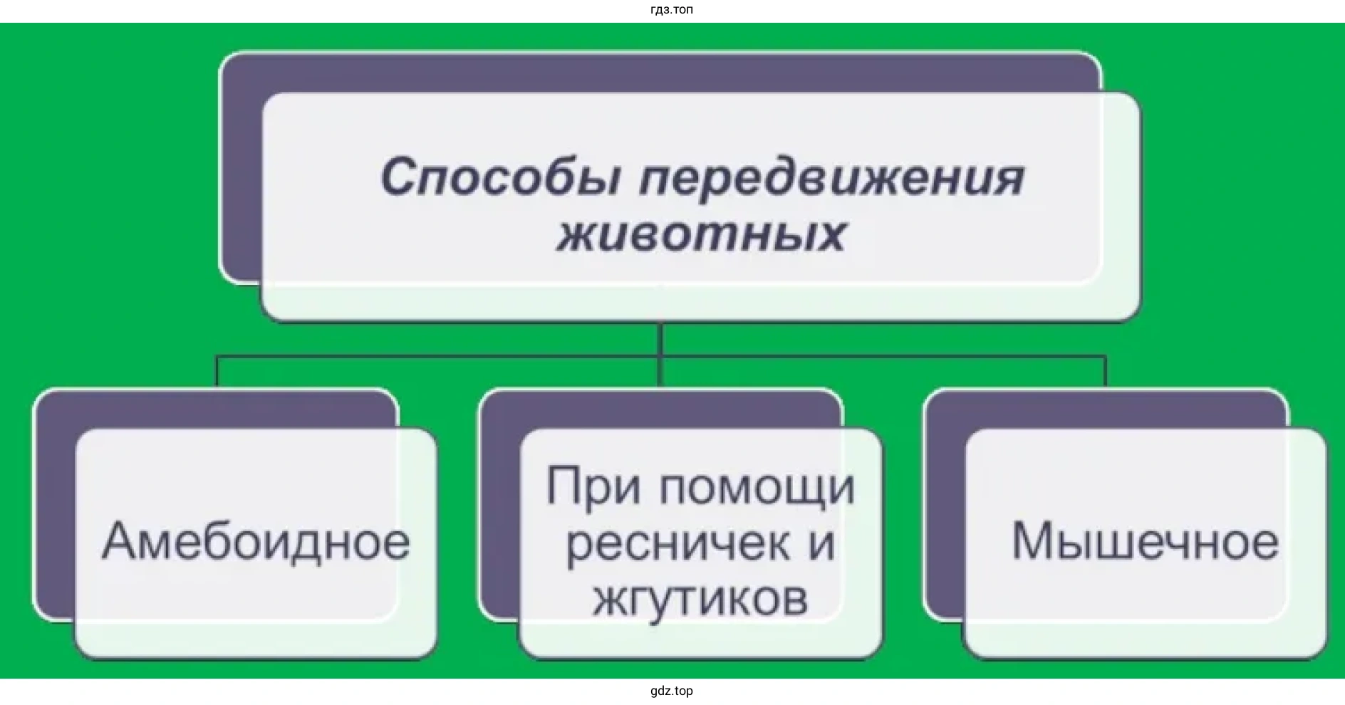 Схема. Способы передвижения животных