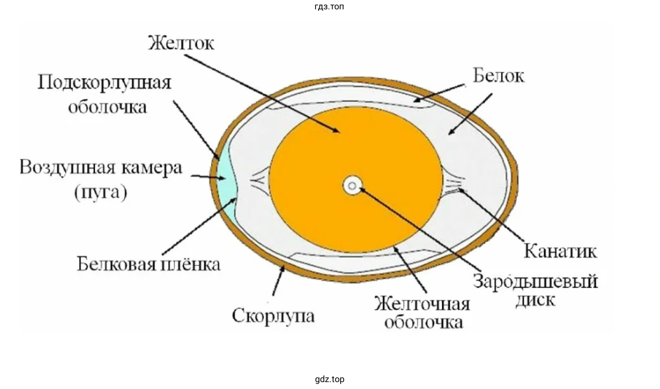 Рисунок. Куриное яйцо в разрезе
