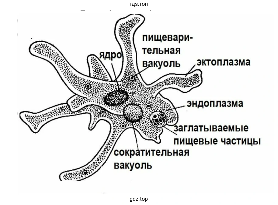 Амёба