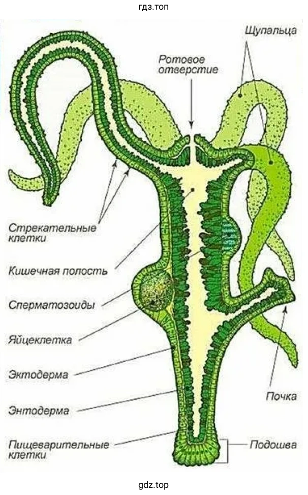 Рисунок 1. Внутренне строение гидры