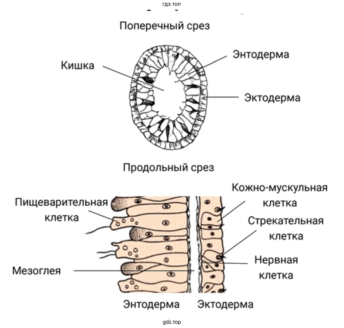 Рисунок 2. Поперечный и продольный срез гидры