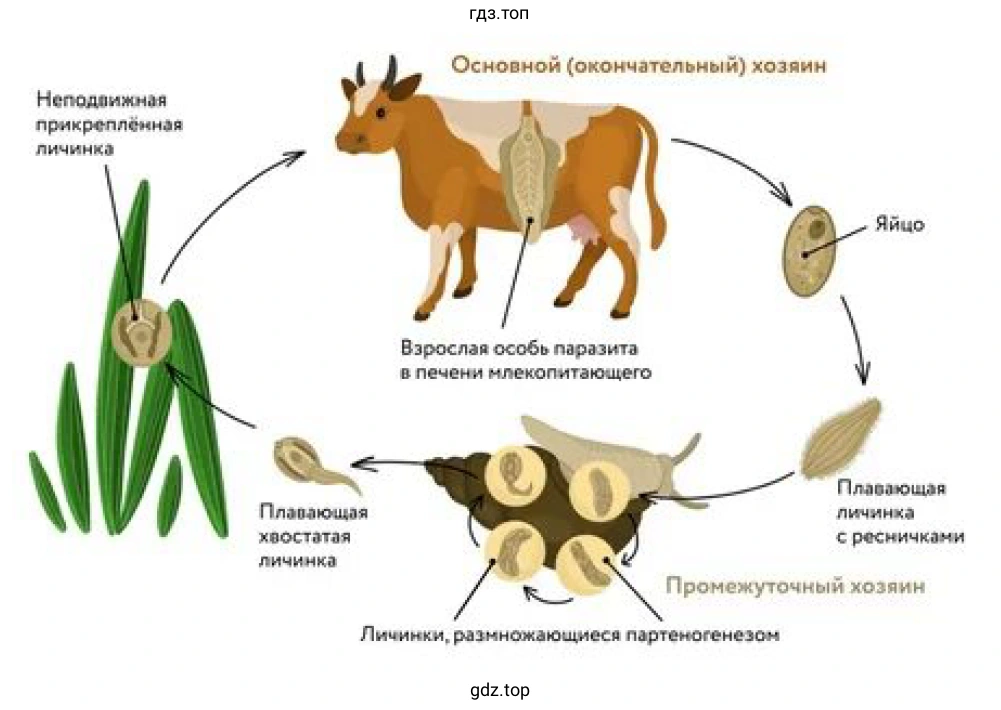 Рисунок. Цикл развития печёночного сосальщика