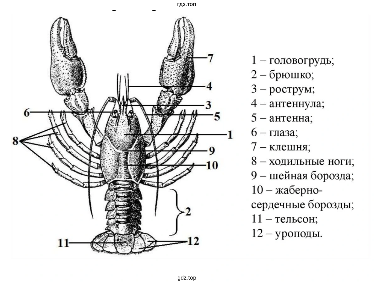 Внешнее строение речного рака (со спинной стороны)