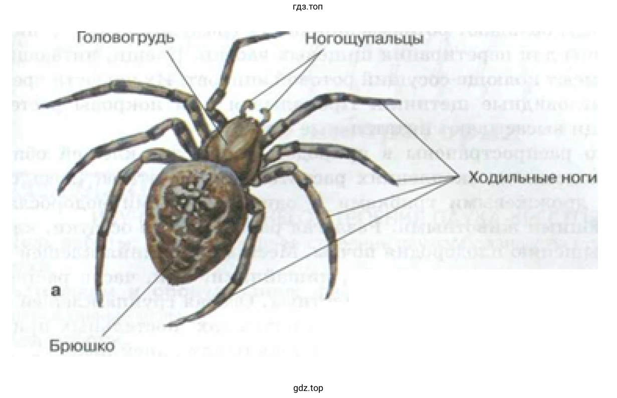 Рисунок. Внешнее строение паука-крестовика