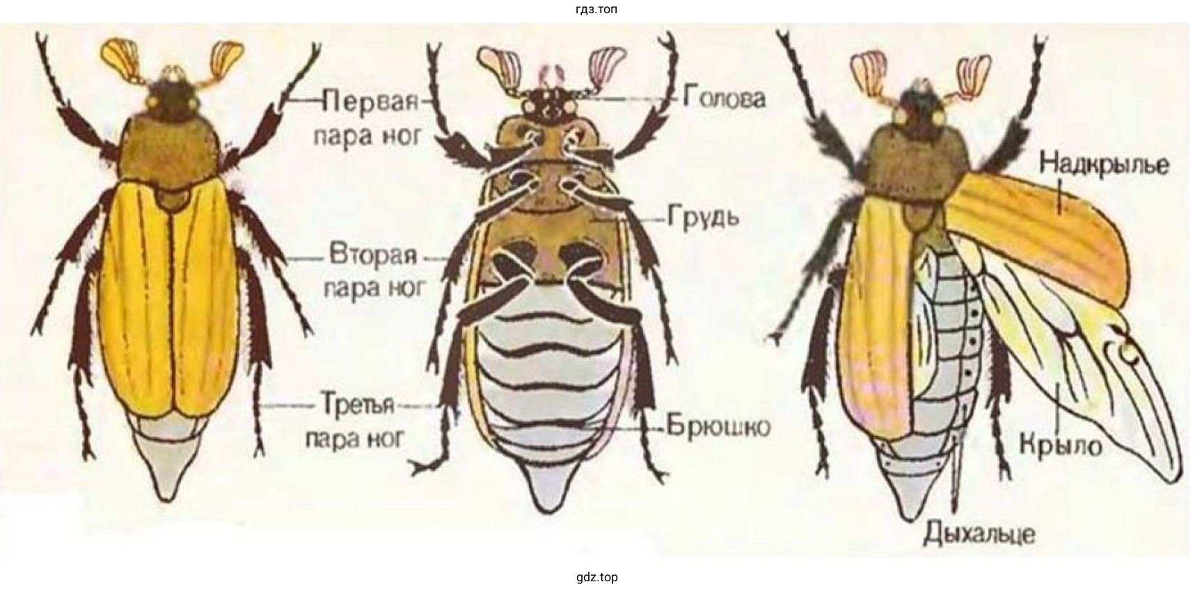 Внешнее строение майского жука