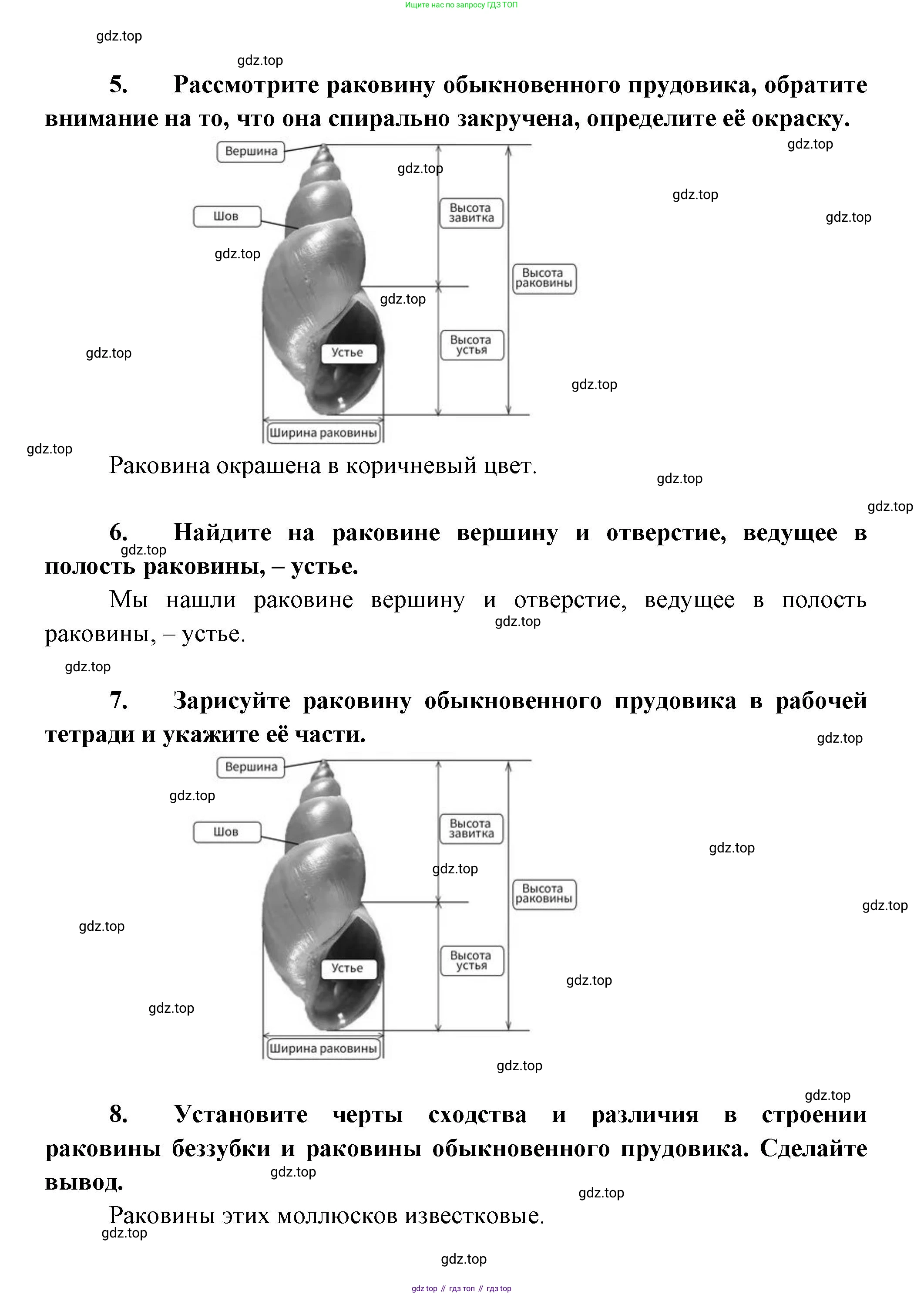 Биология, 8 класс Учебник, авторы: Пасечник Владимир Васильевич, Суматохин Сергей Витальевич, Гапонюк Зоя Георгиевна, издательство Просвещение, Москва, 2023, белого цвета, страница 131, Решение (продолжение 3)
