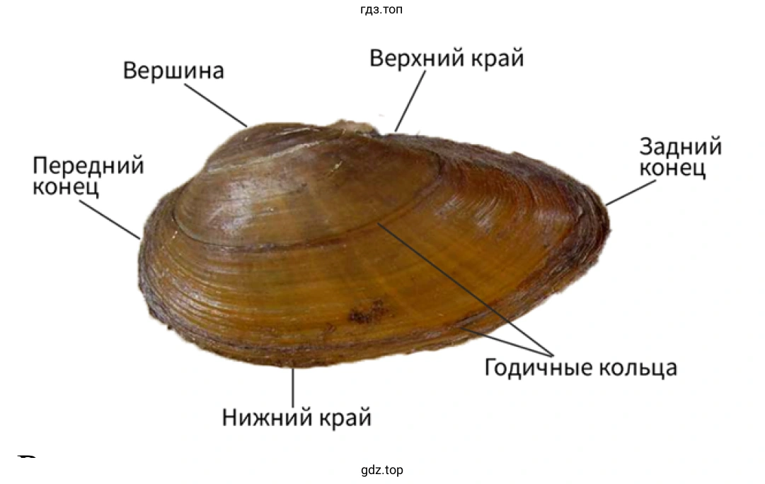 Внешний вид раковины беззубки
