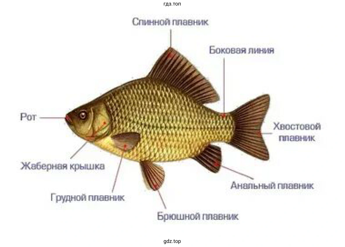Рисунок. Строение рыбы