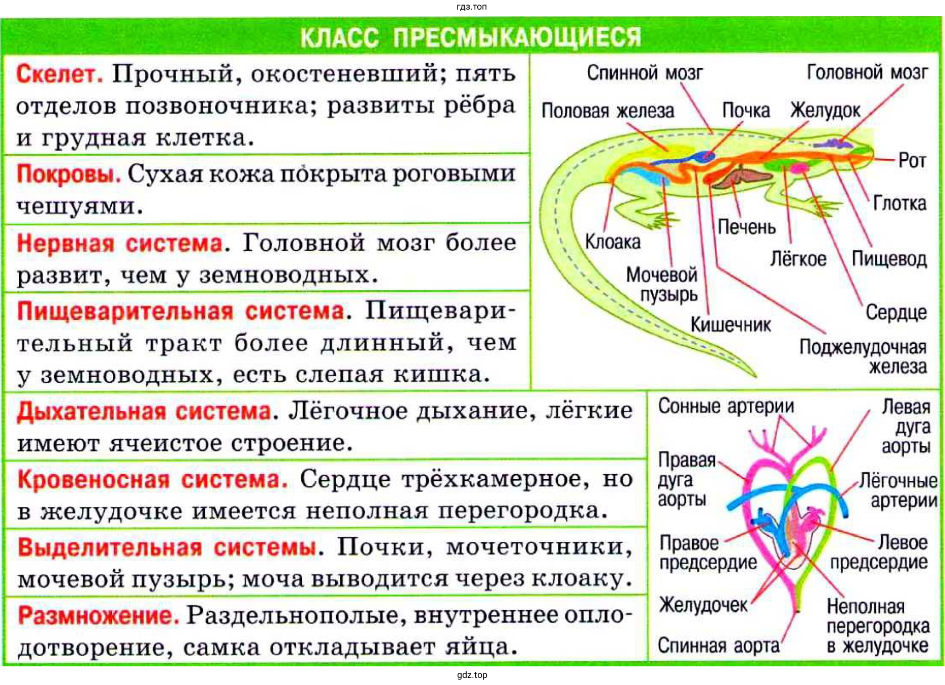 Таблица органов пресмыкающихся