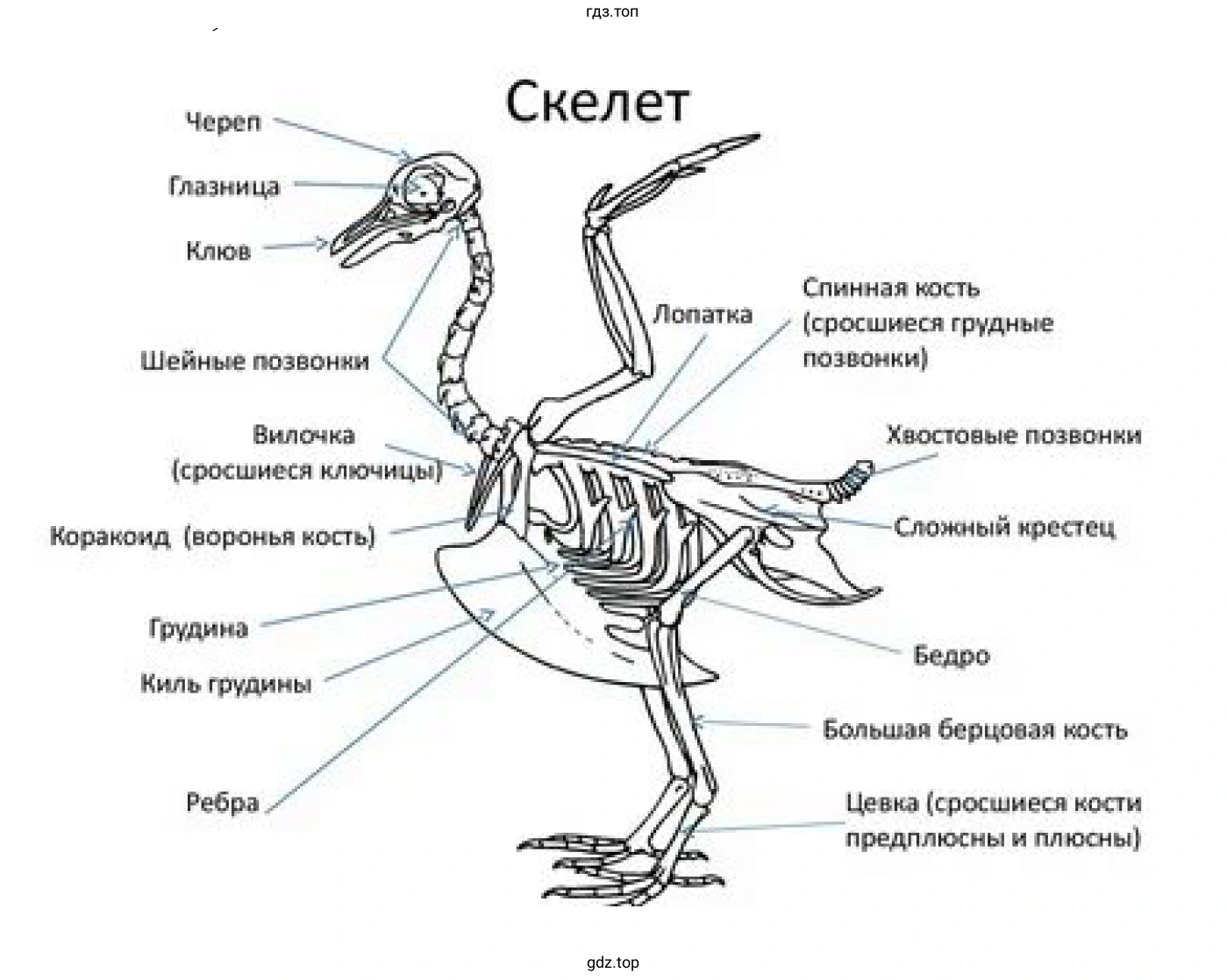 Скелет птиц