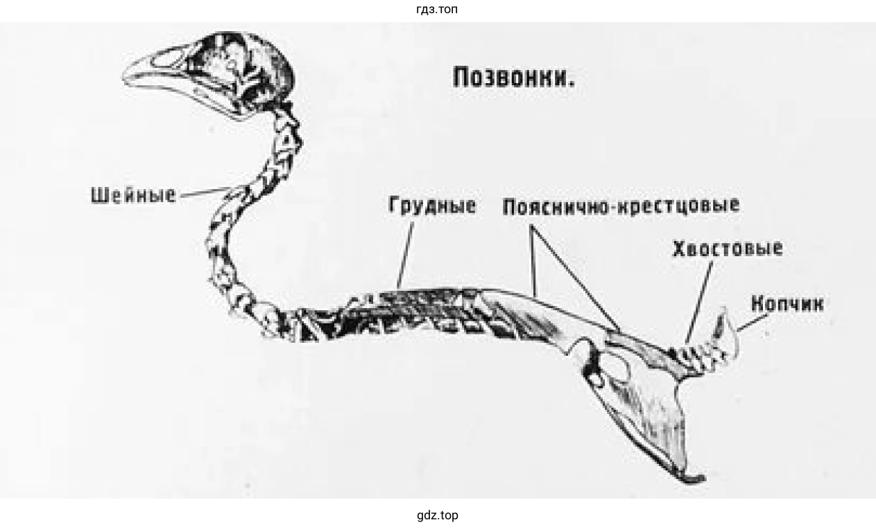 Cтроение позвоночника птицы