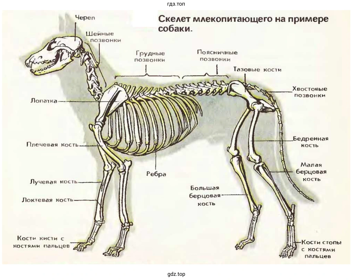 Скелет млекопитающего на примере собаки
