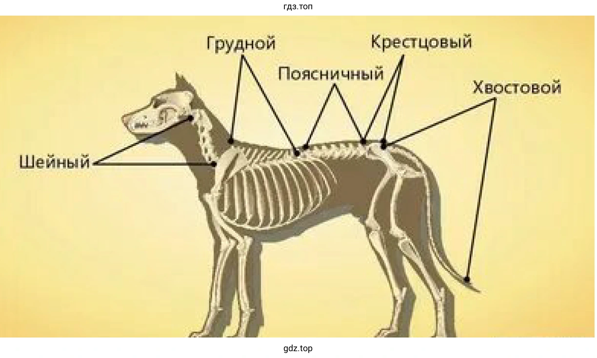 Скелет позвоночника собаки