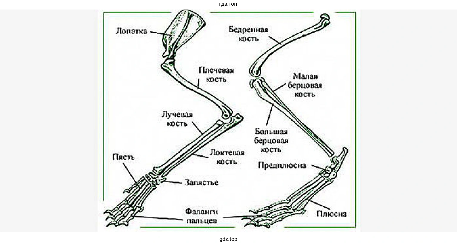 Пояс передних конечностей (плечевой пояс) млекопитающих