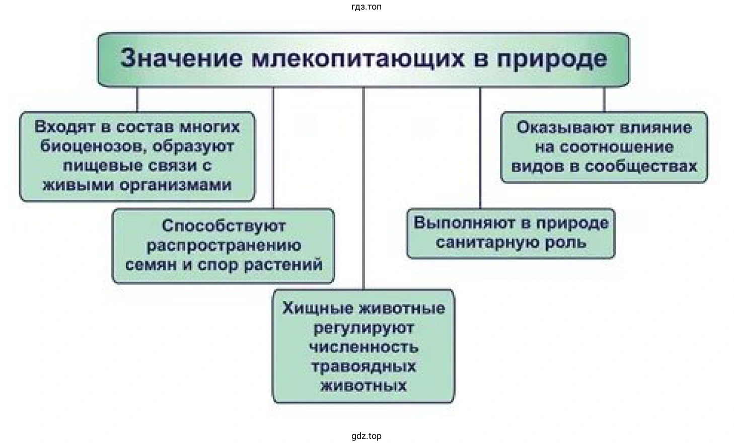Схема «Значение млекопитающих в природе»