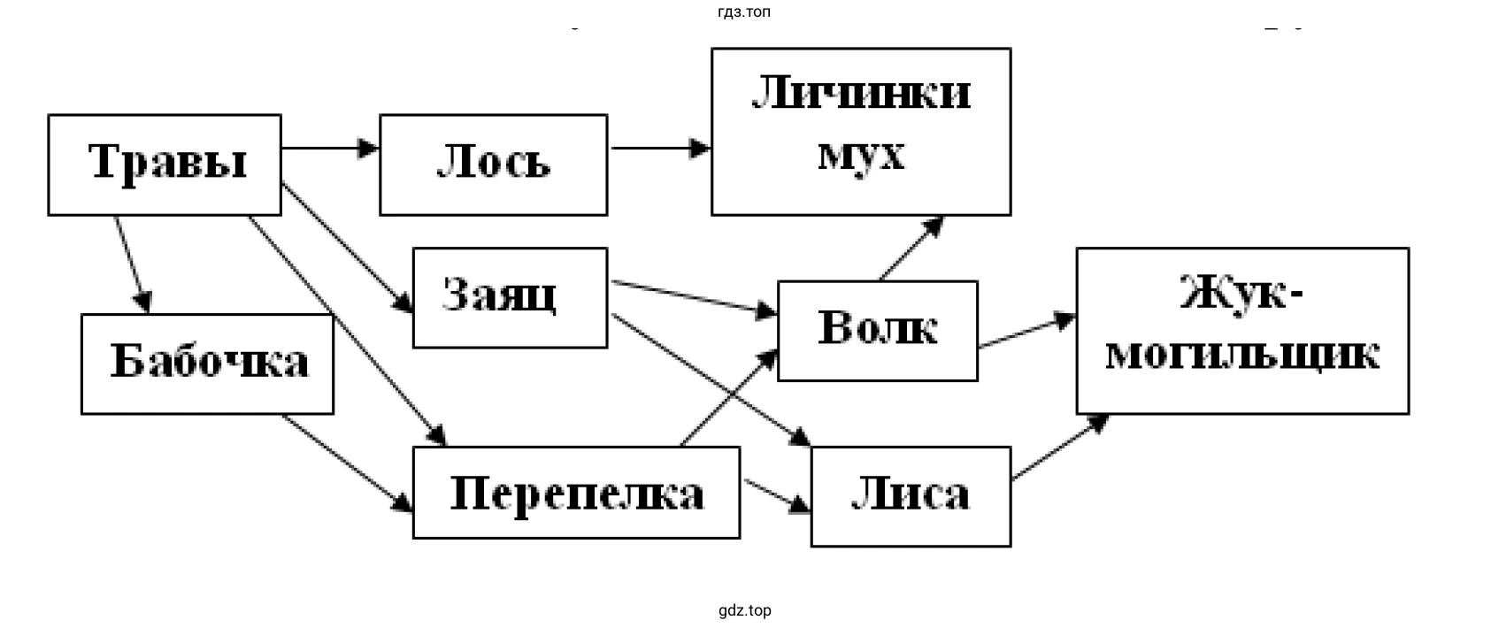 Схема пищевой связи волка и зайца
