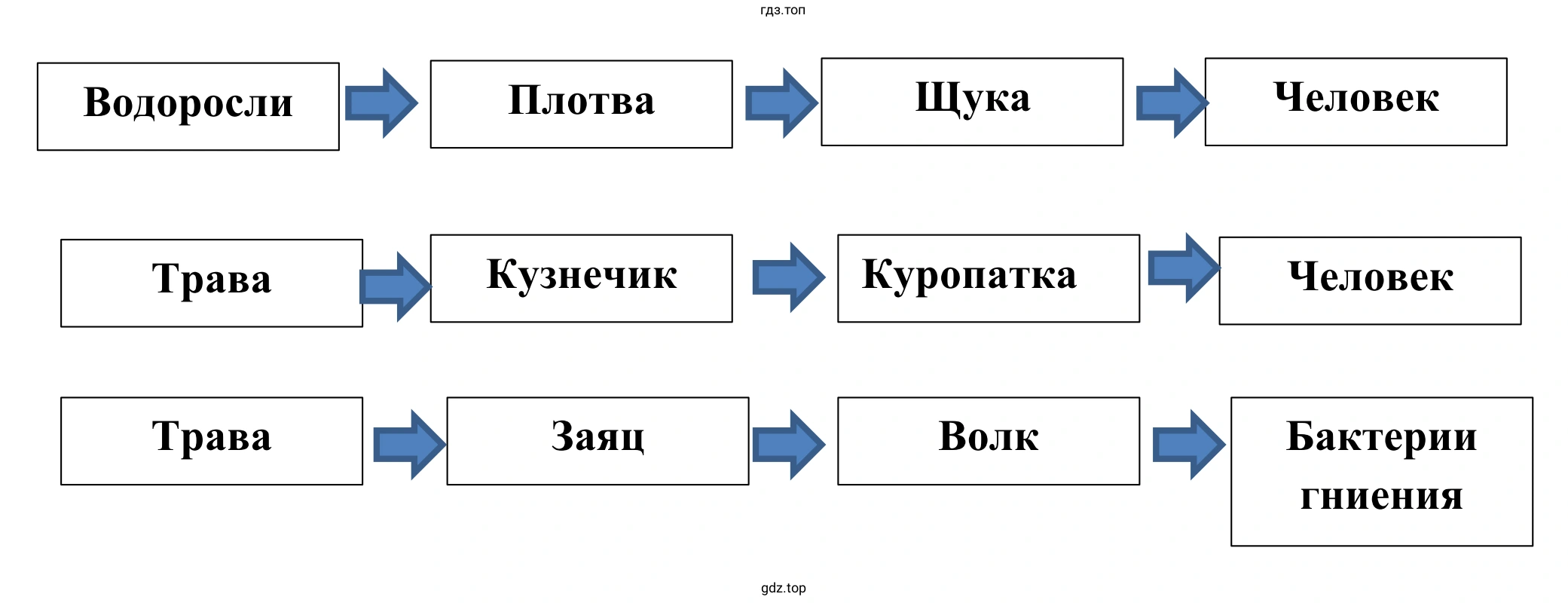 Схема пищевой цепи