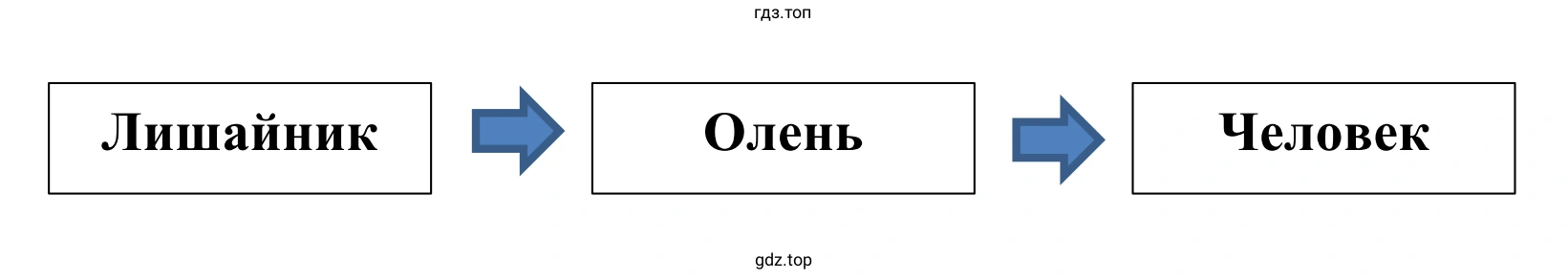 Схема. Пищевая цепь, в которой радиоактивные частицы (например, стронций-90) попадают в организм человека