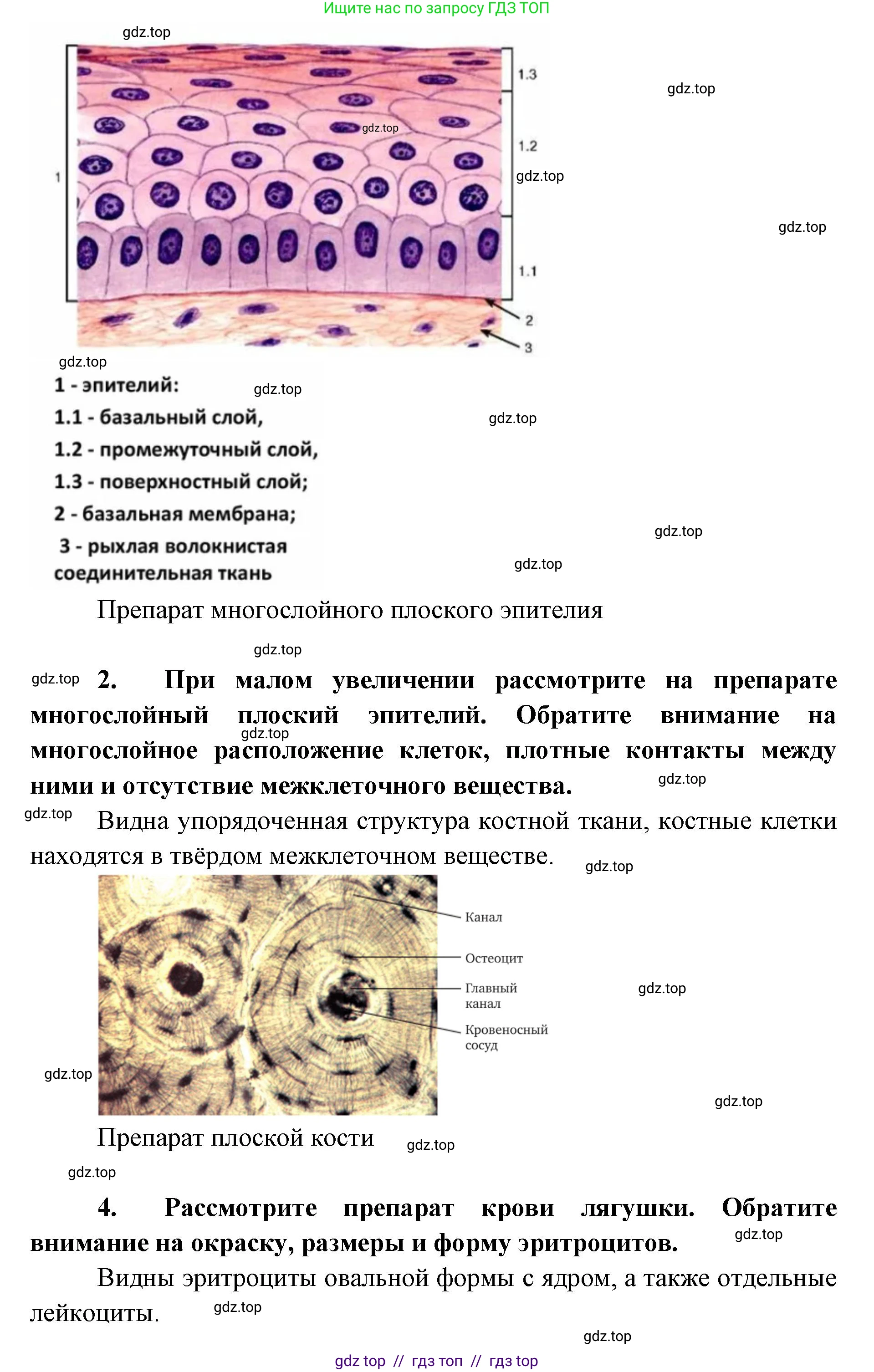 Биология, 8 класс Учебник, авторы: Пасечник Владимир Васильевич, Суматохин Сергей Витальевич, Гапонюк Зоя Георгиевна, издательство Просвещение, Москва, 2023, белого цвета, страница 19, Решение 2 (продолжение 3)