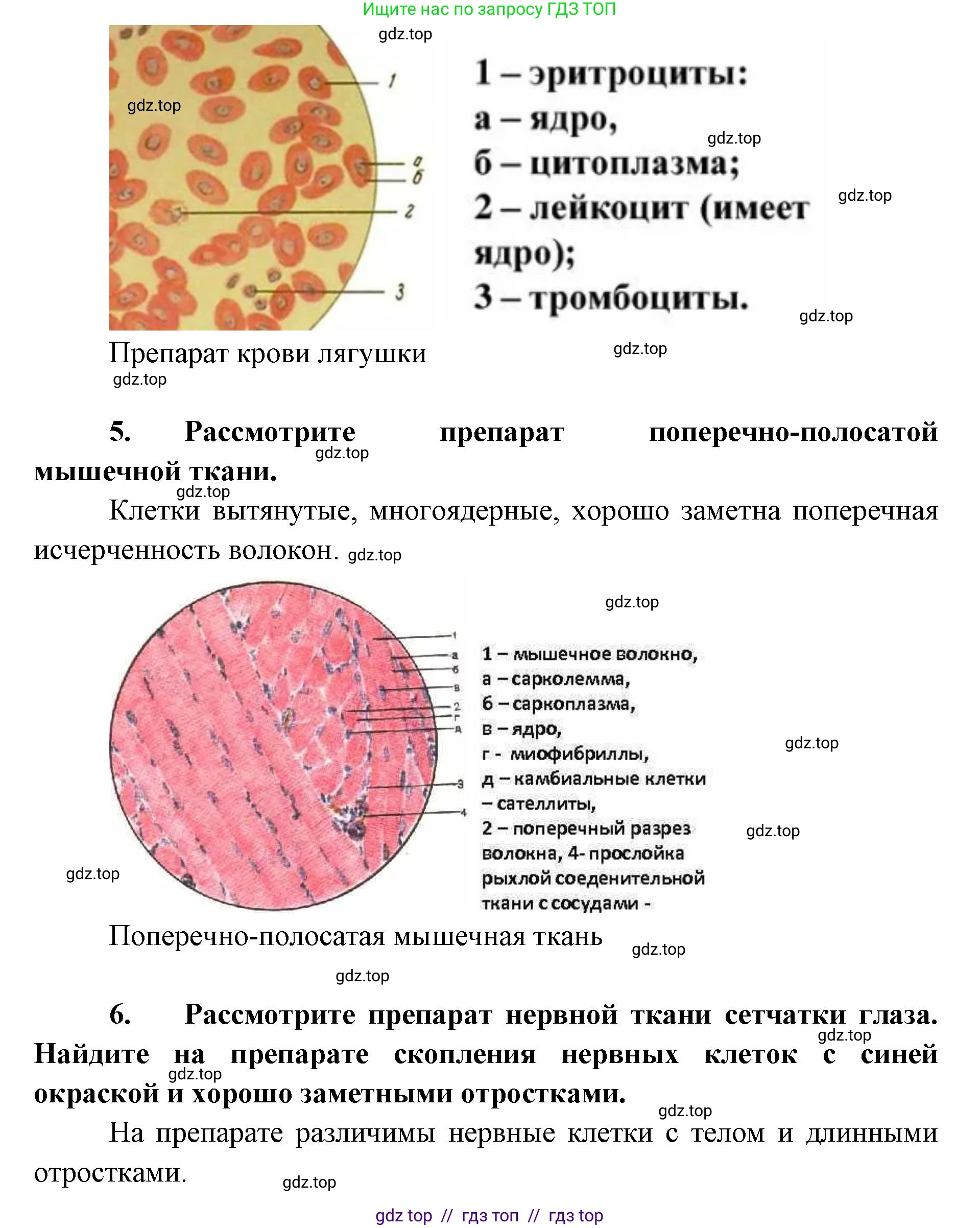 Биология, 8 класс Учебник, авторы: Пасечник Владимир Васильевич, Суматохин Сергей Витальевич, Гапонюк Зоя Георгиевна, издательство Просвещение, Москва, 2023, белого цвета, страница 19, Решение 2 (продолжение 4)