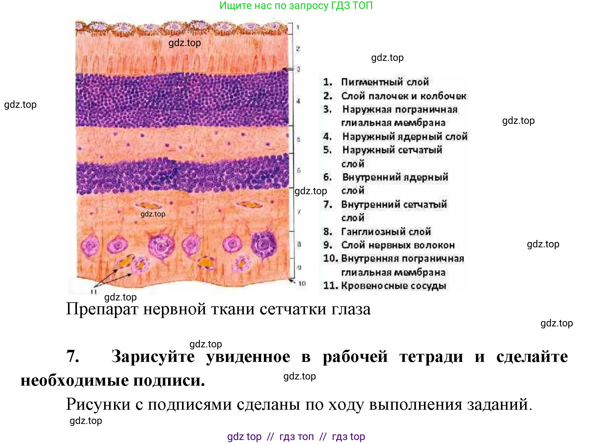 Биология, 8 класс Учебник, авторы: Пасечник Владимир Васильевич, Суматохин Сергей Витальевич, Гапонюк Зоя Георгиевна, издательство Просвещение, Москва, 2023, белого цвета, страница 19, Решение 2 (продолжение 5)