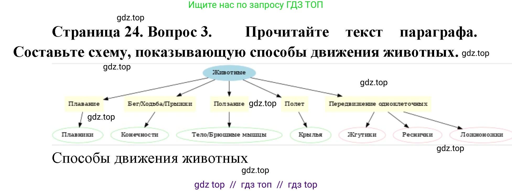 Биология, 8 класс Учебник, авторы: Пасечник Владимир Васильевич, Суматохин Сергей Витальевич, Гапонюк Зоя Георгиевна, издательство Просвещение, Москва, 2023, белого цвета, страница 24, номер 3, Решение 2