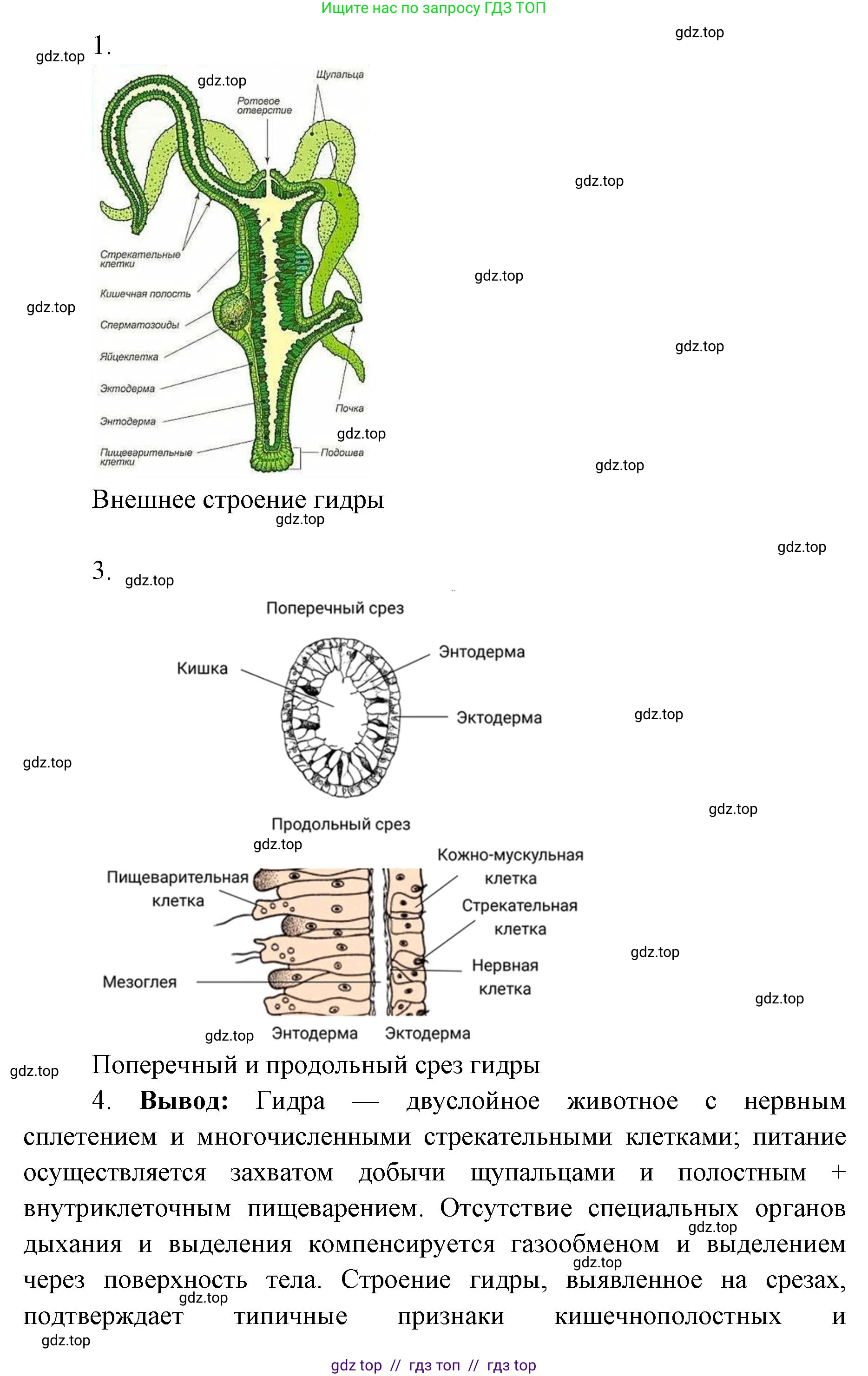 Биология, 8 класс Учебник, авторы: Пасечник Владимир Васильевич, Суматохин Сергей Витальевич, Гапонюк Зоя Георгиевна, издательство Просвещение, Москва, 2023, белого цвета, страница 81, Решение 2 (продолжение 2)