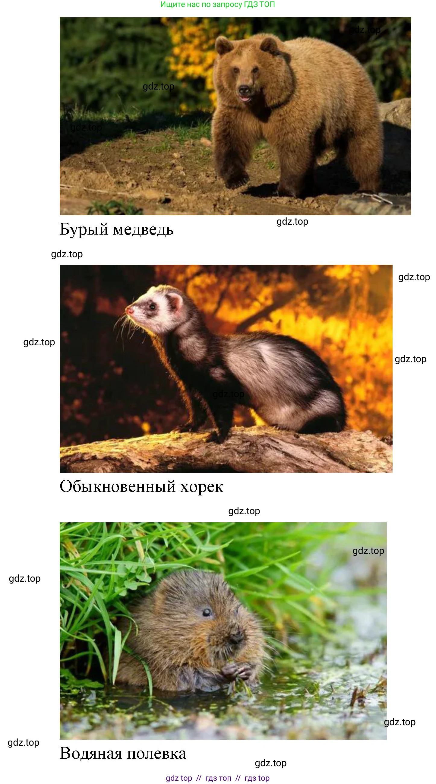 Биология, 8 класс Учебник, авторы: Пасечник Владимир Васильевич, Суматохин Сергей Витальевич, Гапонюк Зоя Георгиевна, издательство Просвещение, Москва, 2023, белого цвета, страница 218, Решение 2 (продолжение 4)