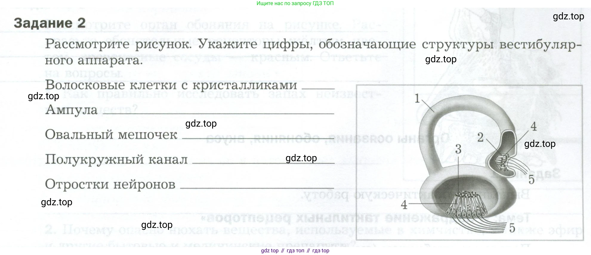 Биология, 9 класс рабочая тетрадь, авторы: Драгомилов Александр Григорьевич, Маш Реми Давидович, издательство Просвещение, Москва, 2021, красного цвета, Часть 1, страница 43, Условие