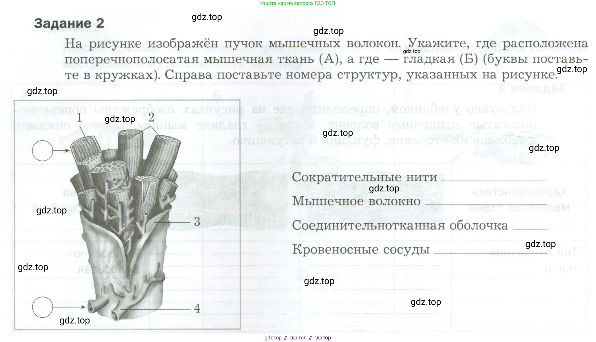 Биология, 9 класс рабочая тетрадь, авторы: Драгомилов Александр Григорьевич, Маш Реми Давидович, издательство Просвещение, Москва, 2021, красного цвета, Часть 1, страница 62, Условие