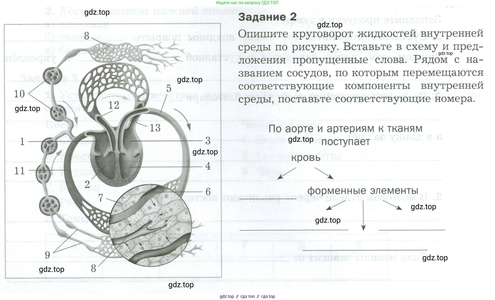 Биология, 9 класс рабочая тетрадь, авторы: Драгомилов Александр Григорьевич, Маш Реми Давидович, издательство Просвещение, Москва, 2021, красного цвета, Часть 1, страница 74, Условие