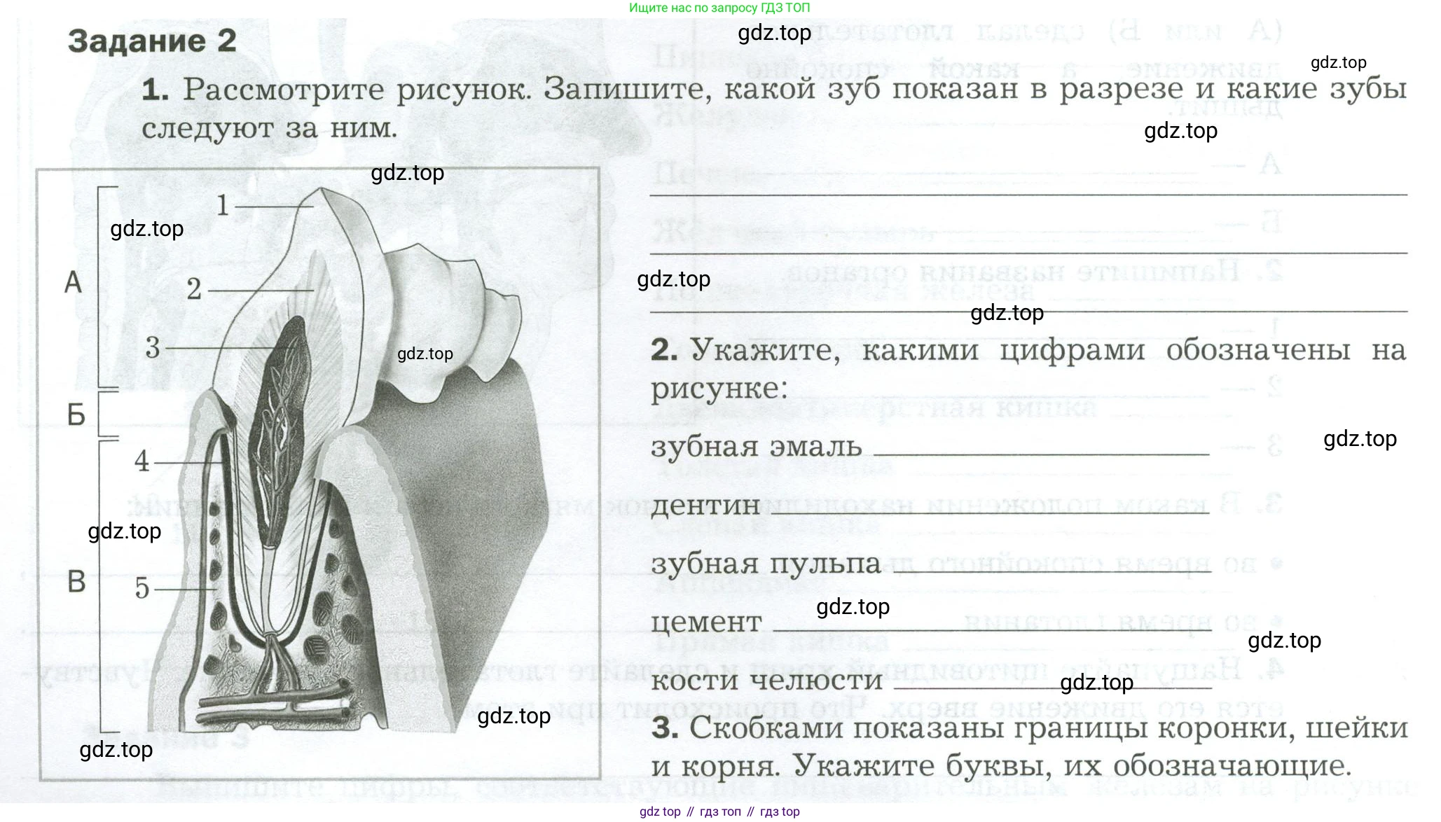 Биология, 9 класс рабочая тетрадь, авторы: Драгомилов Александр Григорьевич, Маш Реми Давидович, издательство Просвещение, Москва, 2021, красного цвета, Часть 2, страница 20, Условие
