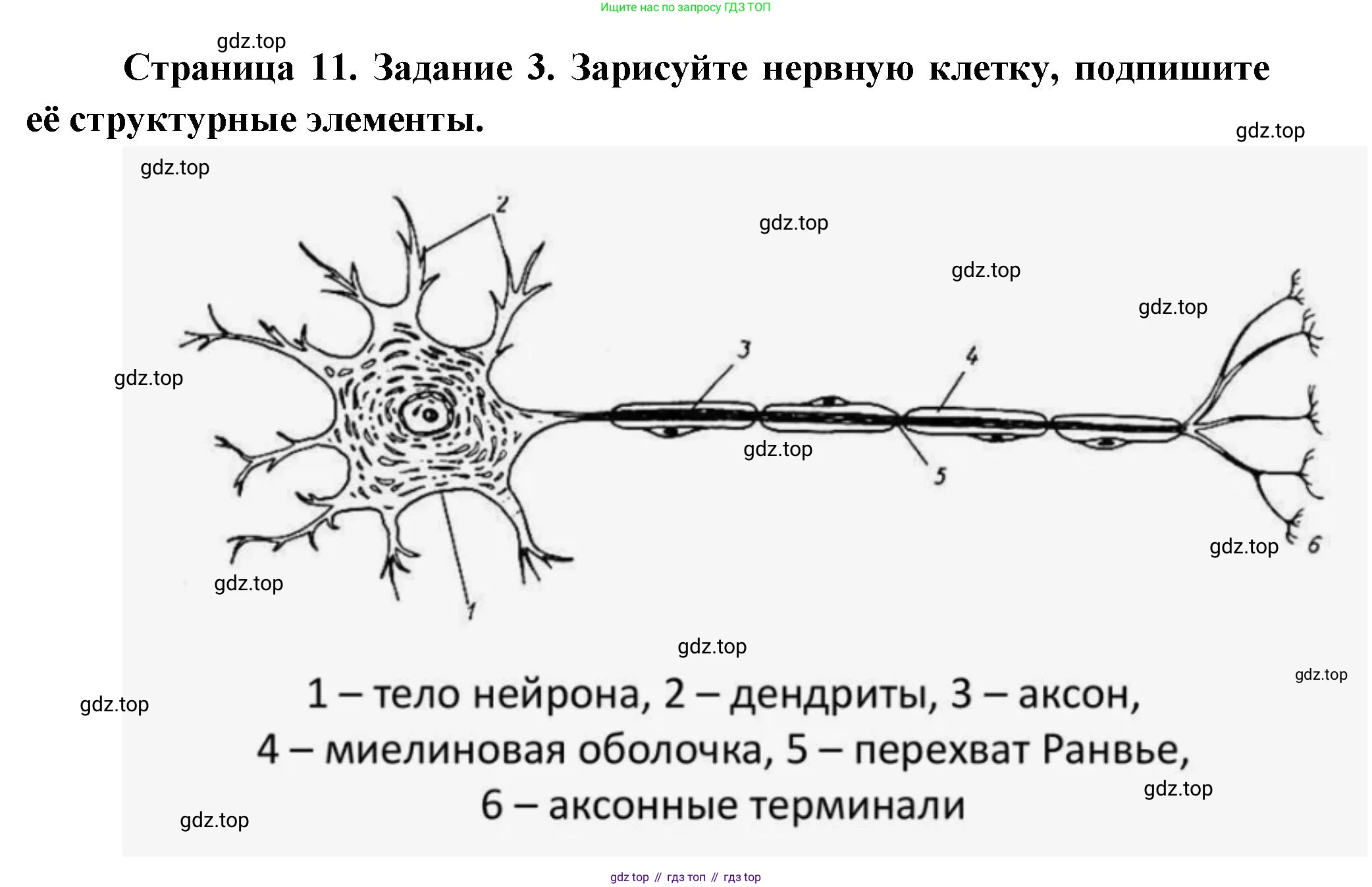 Биология, 9 класс рабочая тетрадь, авторы: Драгомилов Александр Григорьевич, Маш Реми Давидович, издательство Просвещение, Москва, 2021, красного цвета, Часть 1, страница 11, Решение