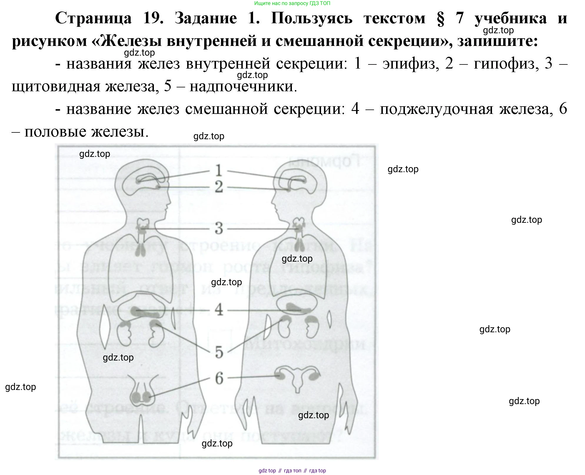 Биология, 9 класс рабочая тетрадь, авторы: Драгомилов Александр Григорьевич, Маш Реми Давидович, издательство Просвещение, Москва, 2021, красного цвета, Часть 1, страница 19, Решение