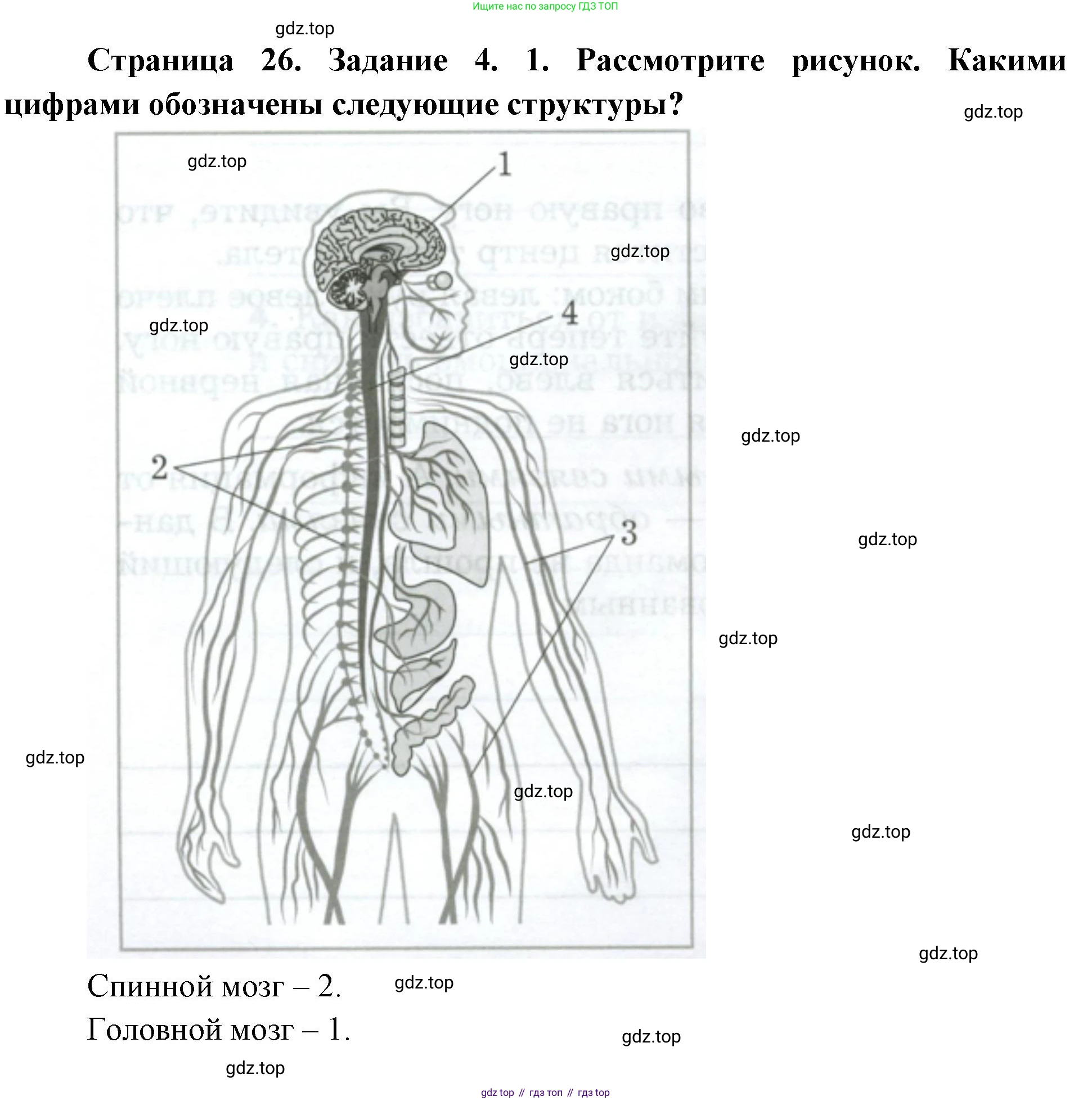 Биология, 9 класс рабочая тетрадь, авторы: Драгомилов Александр Григорьевич, Маш Реми Давидович, издательство Просвещение, Москва, 2021, красного цвета, Часть 1, страница 26, Решение