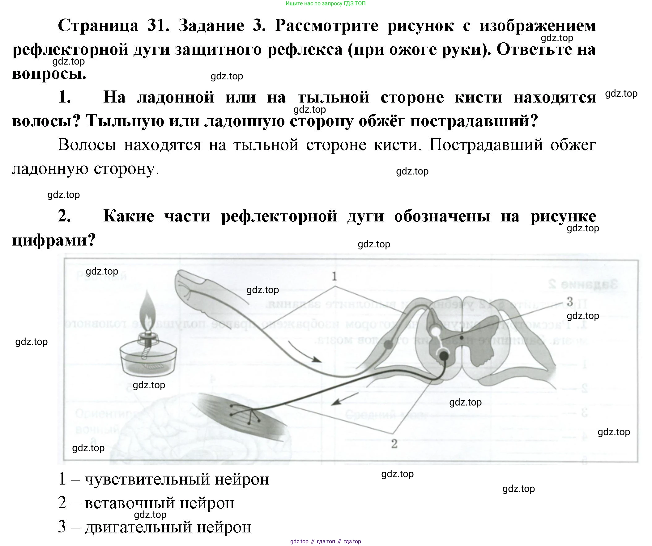 Биология, 9 класс рабочая тетрадь, авторы: Драгомилов Александр Григорьевич, Маш Реми Давидович, издательство Просвещение, Москва, 2021, красного цвета, Часть 1, страница 31, Решение