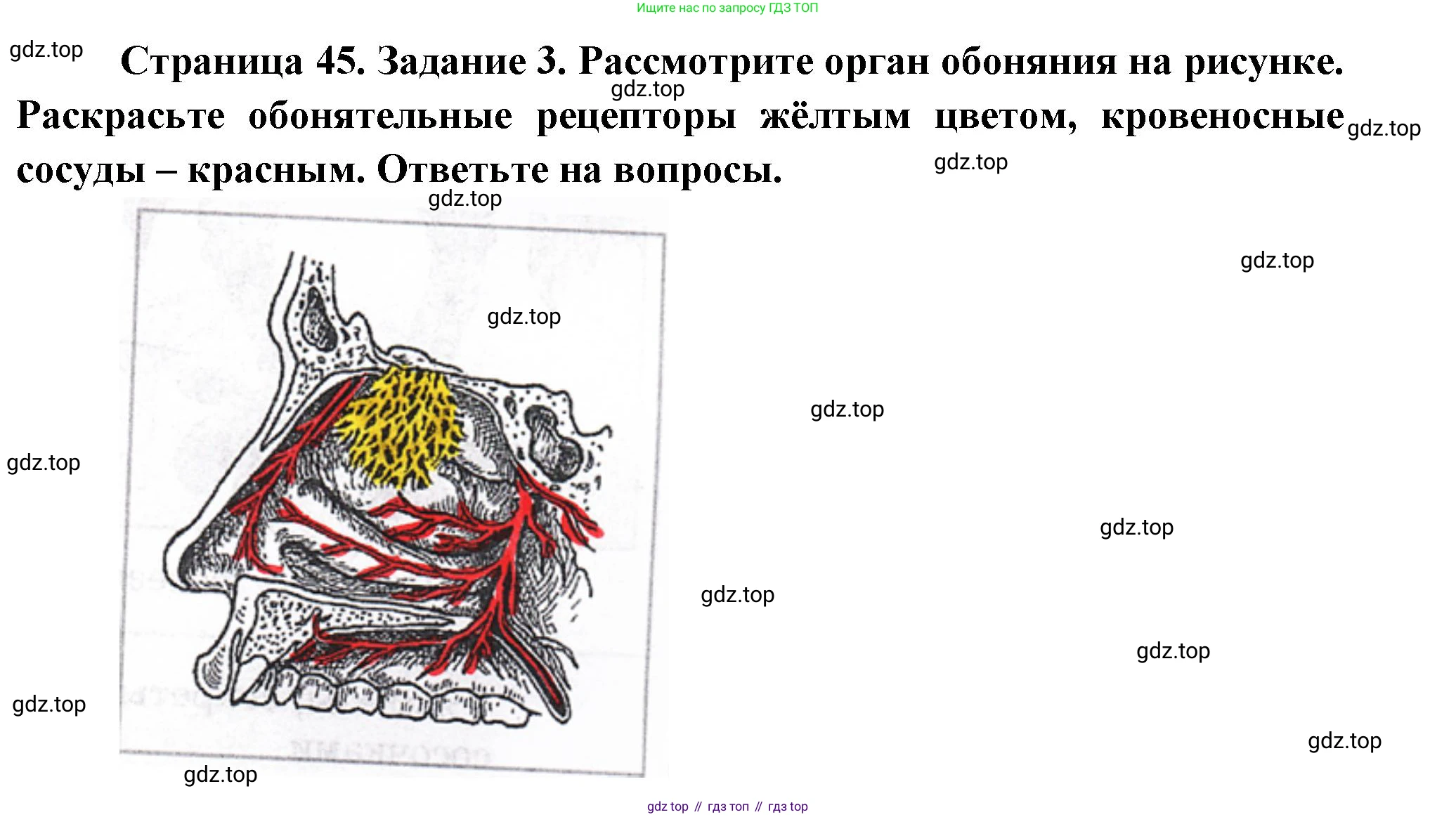 Биология, 9 класс рабочая тетрадь, авторы: Драгомилов Александр Григорьевич, Маш Реми Давидович, издательство Просвещение, Москва, 2021, красного цвета, Часть 1, страница 45, Решение