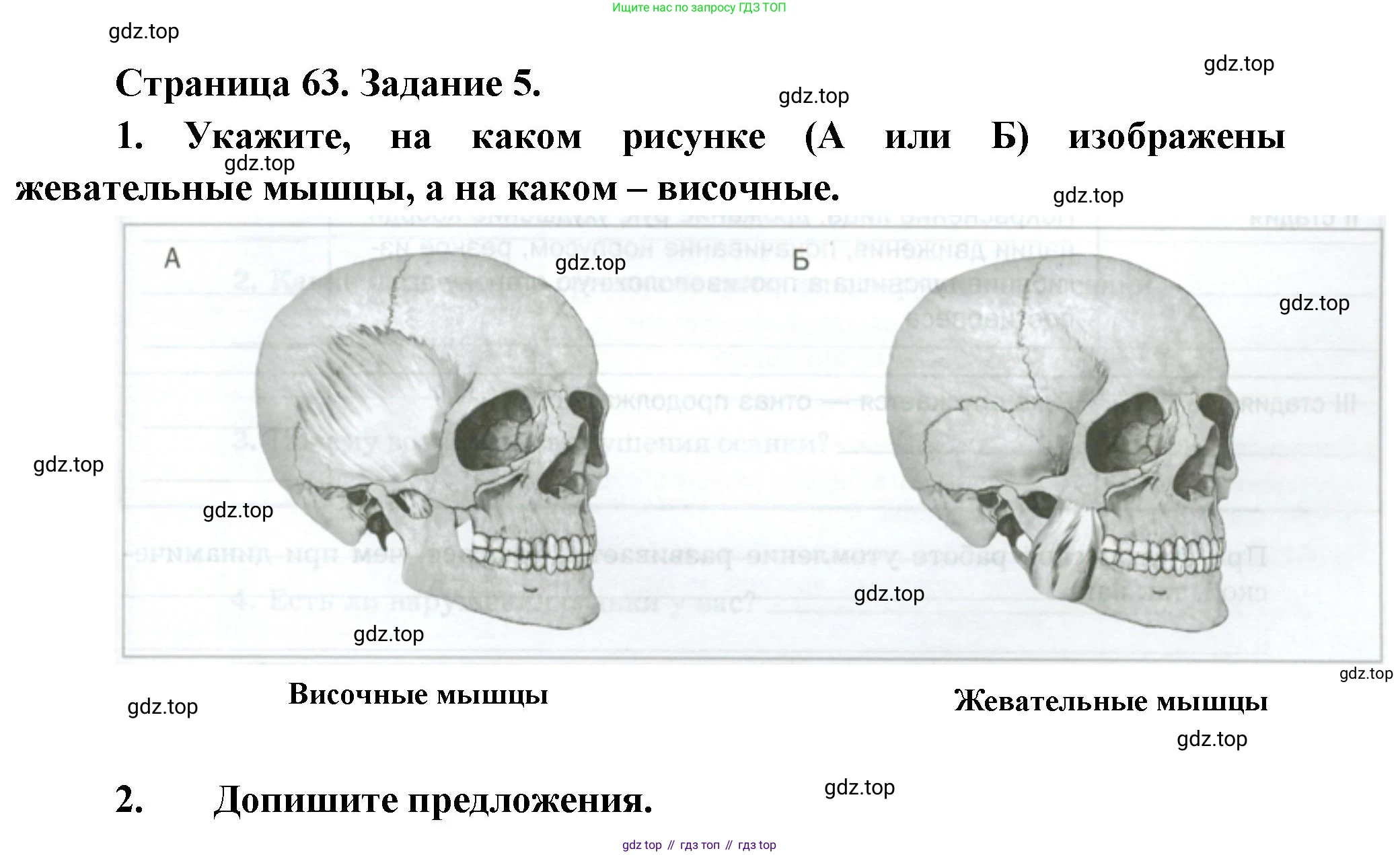 Биология, 9 класс рабочая тетрадь, авторы: Драгомилов Александр Григорьевич, Маш Реми Давидович, издательство Просвещение, Москва, 2021, красного цвета, Часть 1, страница 63, Решение