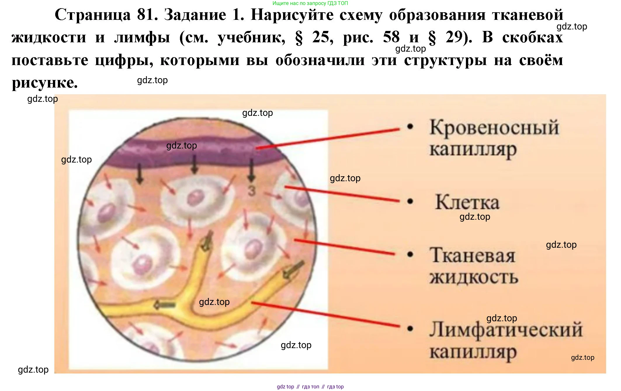 Биология, 9 класс рабочая тетрадь, авторы: Драгомилов Александр Григорьевич, Маш Реми Давидович, издательство Просвещение, Москва, 2021, красного цвета, Часть 1, страница 81, Решение