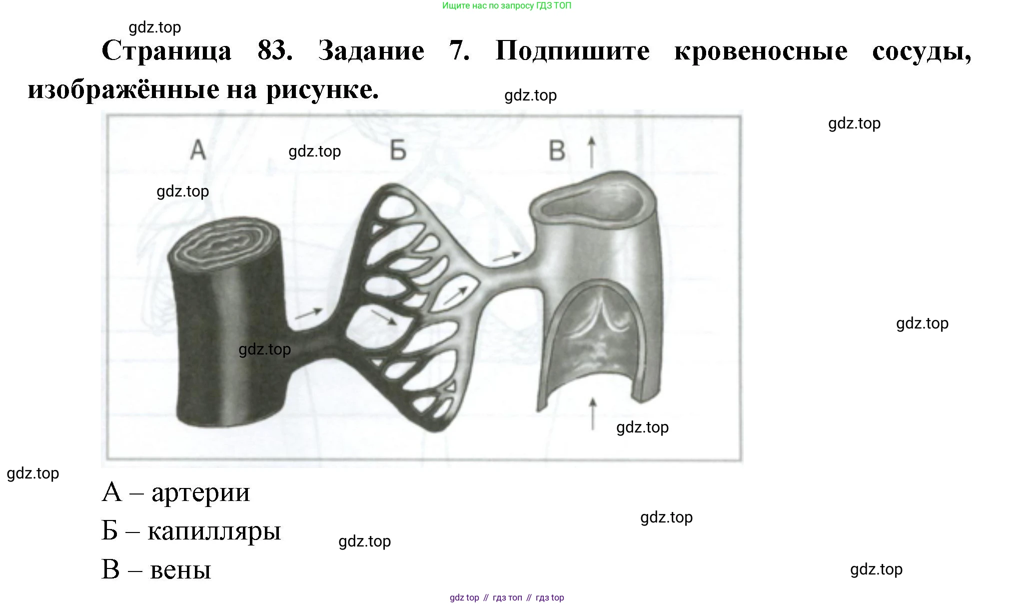 Биология, 9 класс рабочая тетрадь, авторы: Драгомилов Александр Григорьевич, Маш Реми Давидович, издательство Просвещение, Москва, 2021, красного цвета, Часть 1, страница 83, Решение