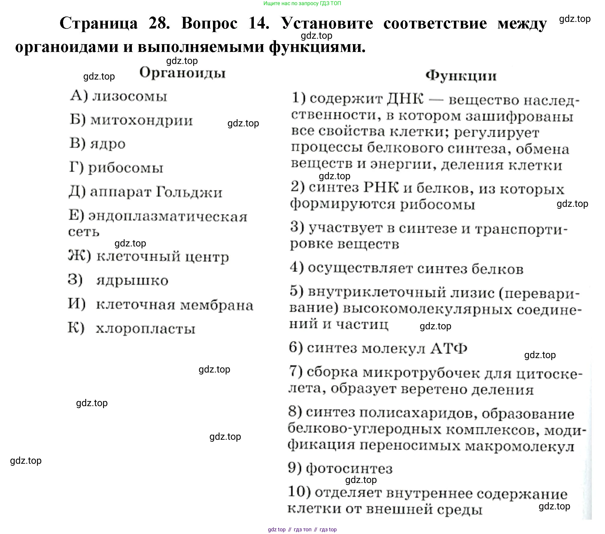 ГДЗ Биология, 9 класс Диагностические работы, авторы: Пасечник Владимир Васильевич, Швецов Глеб Геннадьевич, издательство Просвещение, Москва, 2021, зелёного цвета, страница 28, номер 14, Решение
