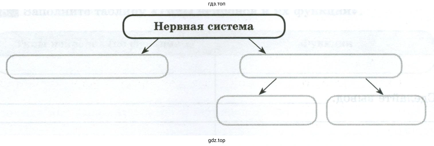 Дополните схему «Функциональное деление нервной системы»