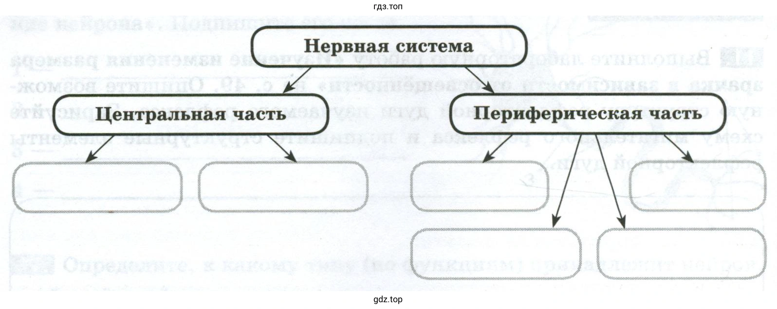 Используя обозначения рисунка, дополните схему «Строение головного мозга». Недостающие структуры подпишите словами