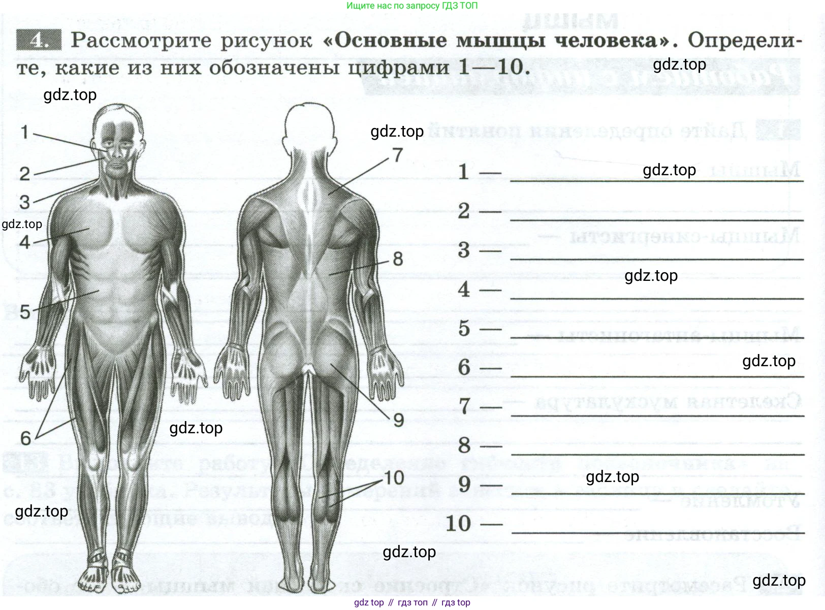 Биология, 9 класс рабочая тетрадь, авторы: Пасечник Владимир Васильевич, Швецов Глеб Геннадьевич, издательство Просвещение, Москва, 2023, розового цвета, страница 50, номер 4, Условие